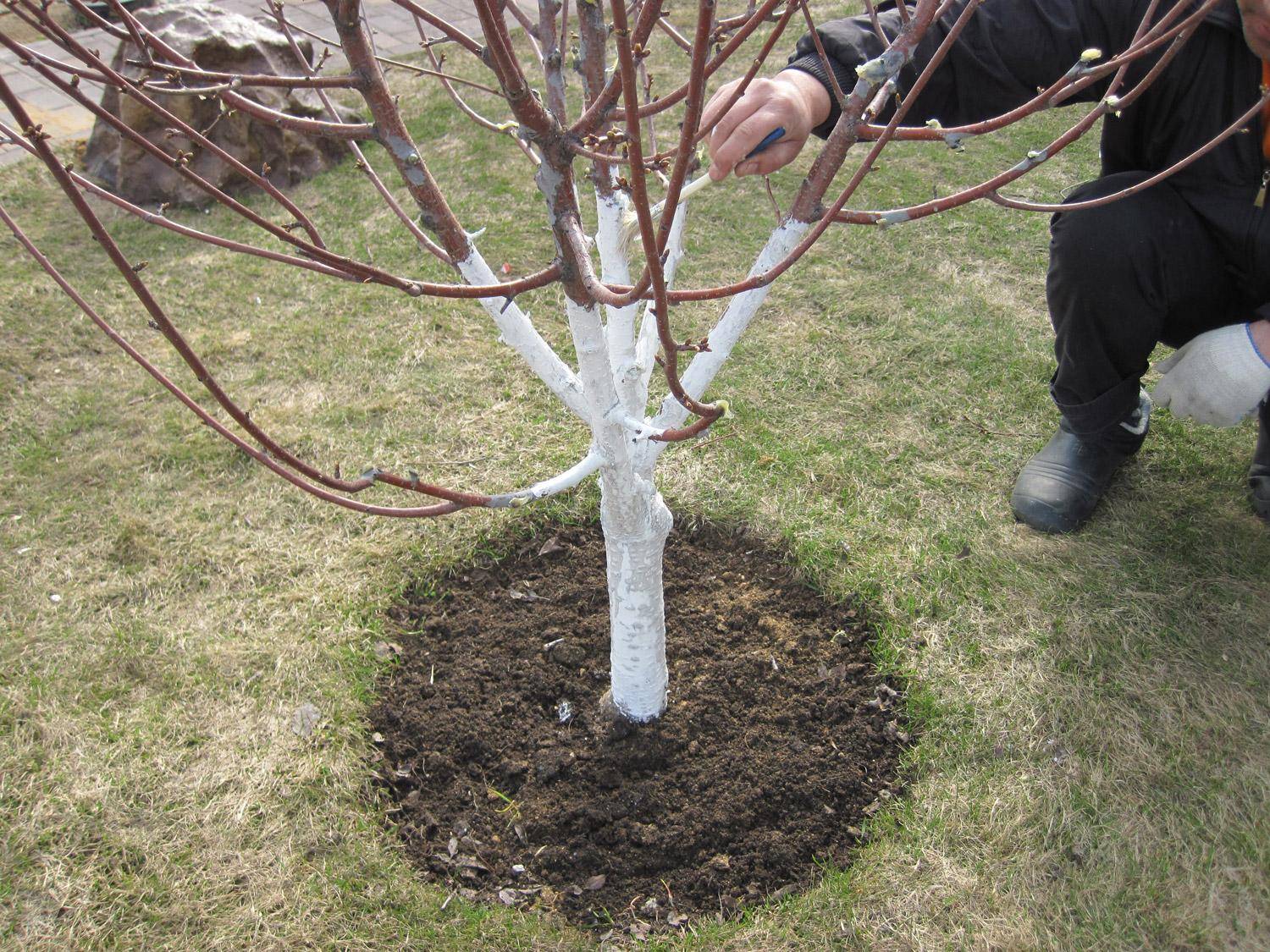 Подготовка вишни к зимним морозам: утепляем любимое дерево