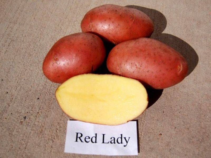 Описание и характеристика сорта картофеля Ред леди, особенности посадки и ухода