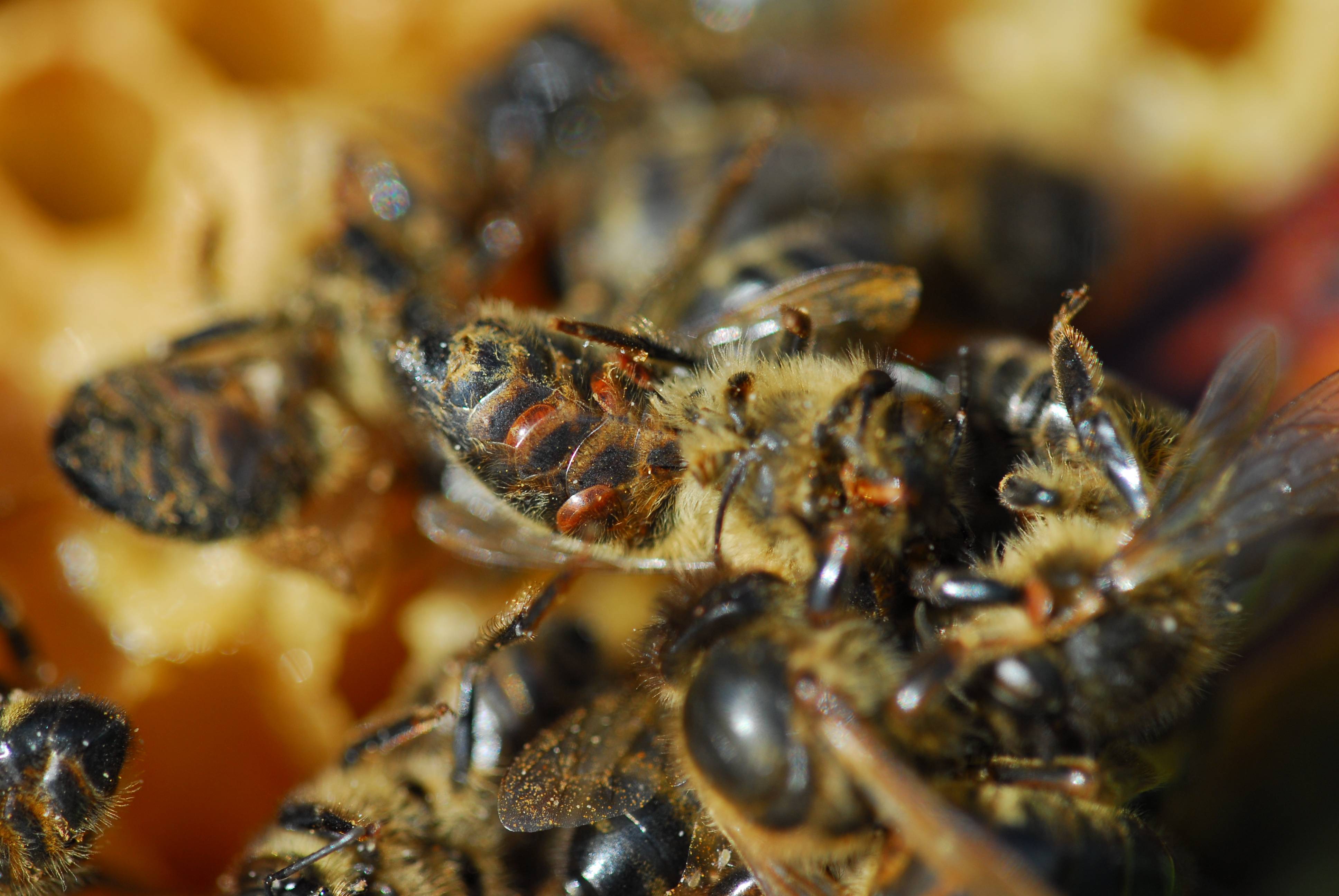 Варроатоз - хитрости пчеловода в борьбе с варроатозом