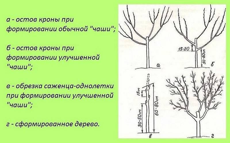 Обрезка алычи осенью и весной, формирование кроны