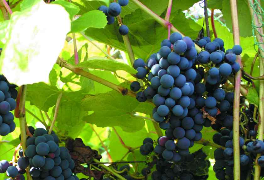 Характеристика и описание винограда сорта Зилга, агротехника выращивания
