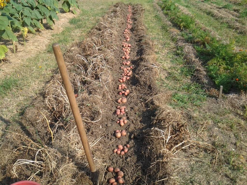 Мульчирование картофеля: как правильно и чем делать, посадка под мульчу из скошенной травы