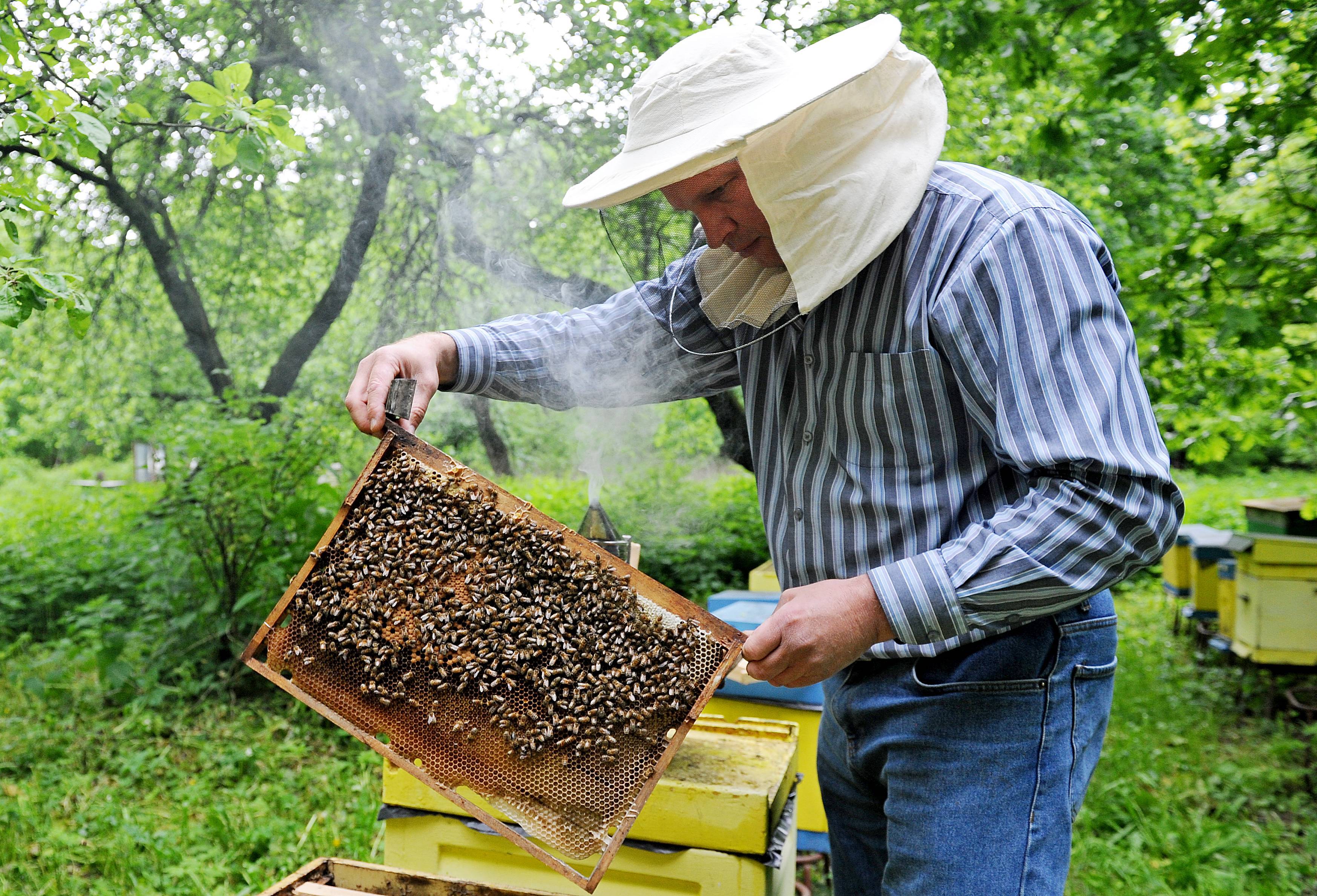 Высокий уровень развития пчеловодства в украине | совет просто так