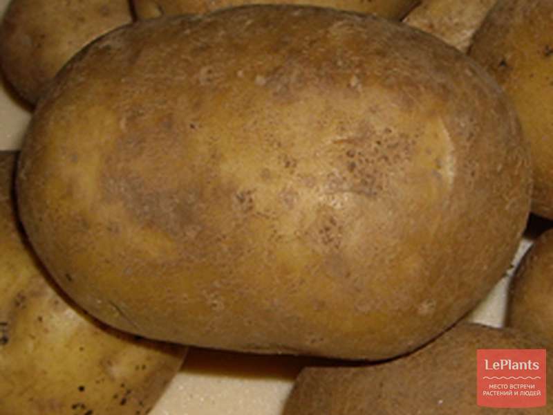 Картофель санте характеристика сорта отзывы вкусовые качества