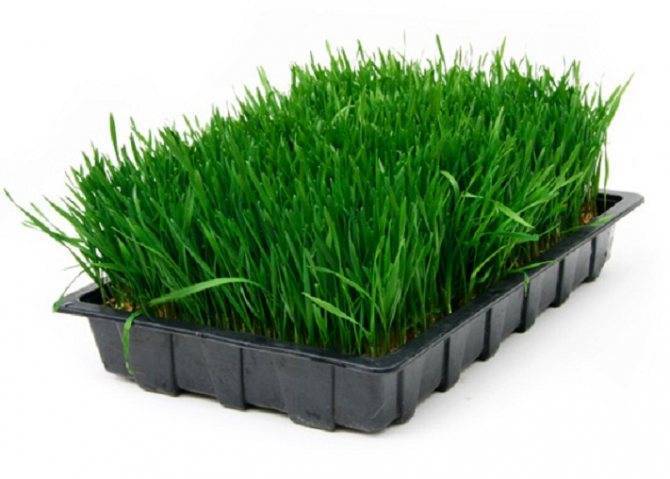 Какую траву посеять чтобы был хороший газон?