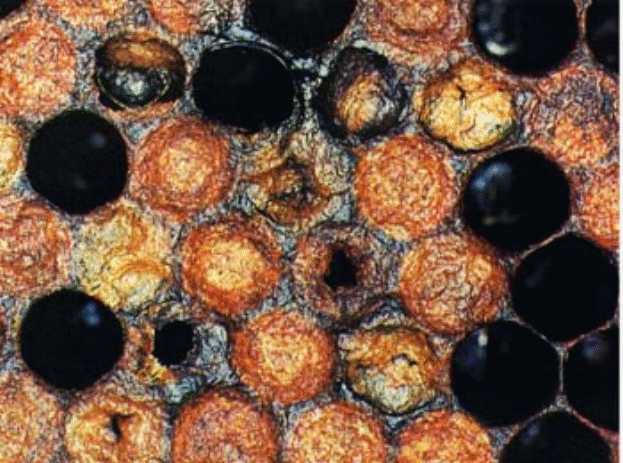 Гнилец у пчел: признаки и лечение