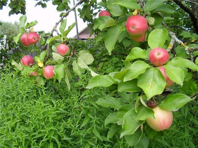 Описание и характеристики сорта яблонь июльское черненко, история и выращивание - всё про сады