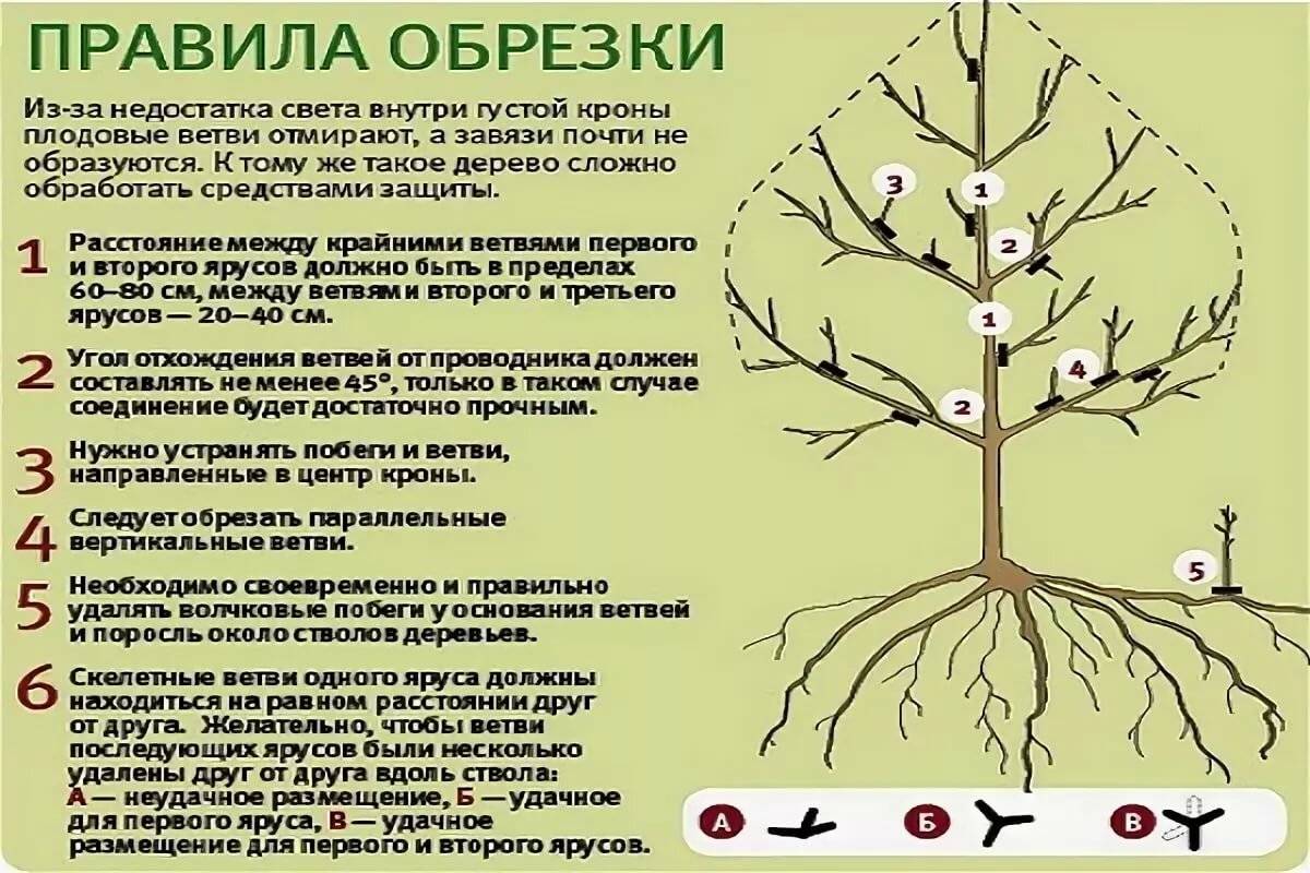Как обрезать яблоню весной для начинающих схемы с подробным описанием