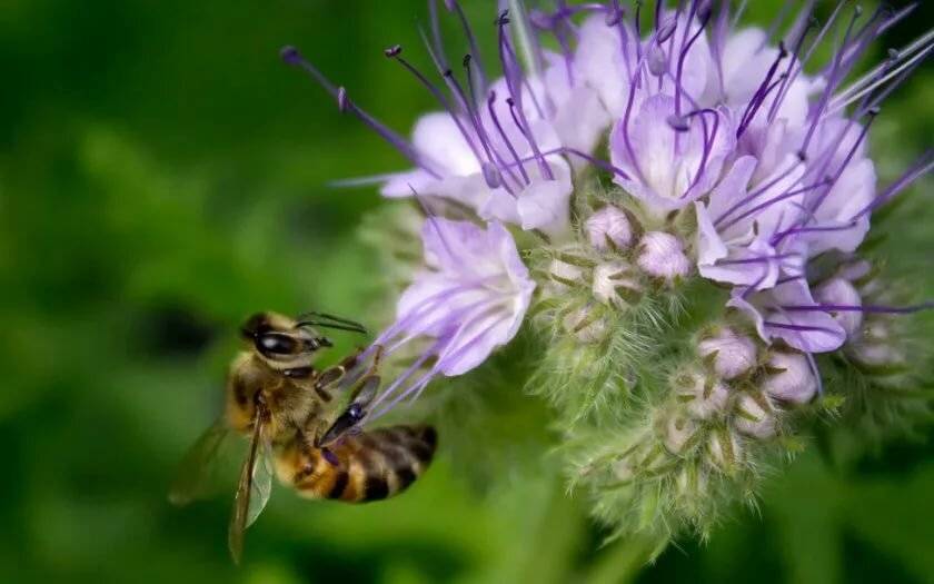 Лучшие медоносные растения для пчел: фото с названиями трав, цветов и кустарников