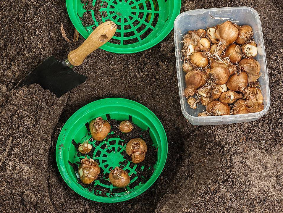 Выращивание луковичных в прикопанных контейнерах. контейнеры для луковичных в открытом грунте. фото