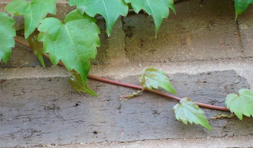Девичий виноград: посадка и уход в открытом грунте, выращивание из семян, фото сорта в ландшафтном дизайне