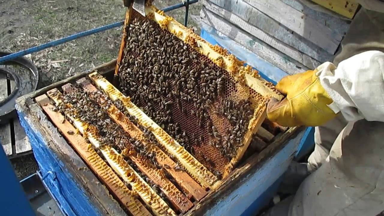 Весенние работы на пасеке: пересадка пчёл
