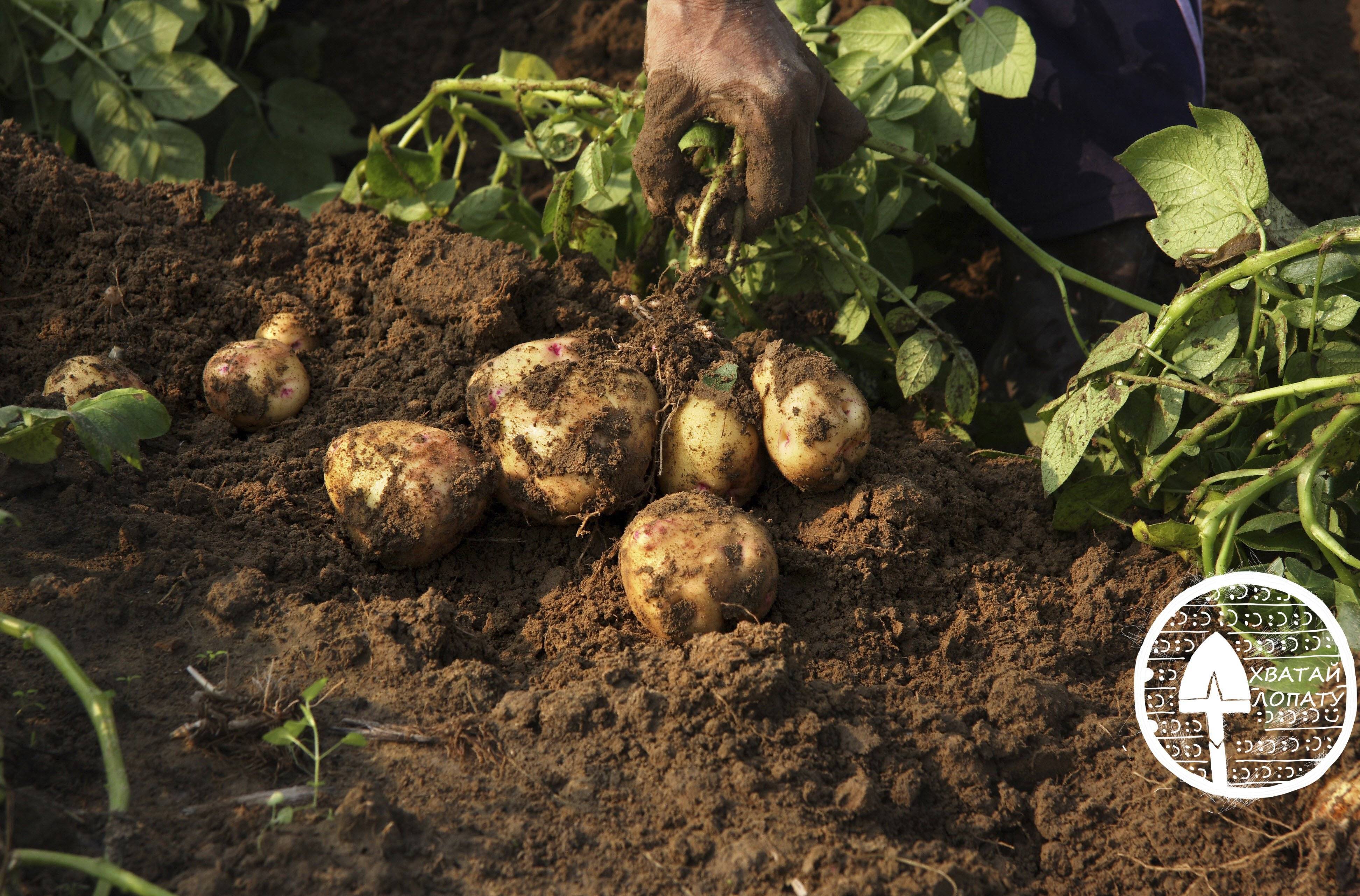 Когда копать картошку сроки и признаки зрелости картофеля | народные знания от кравченко анатолия