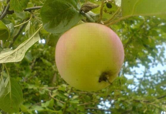 Гордость современной селекции: яблоня яблочный спас