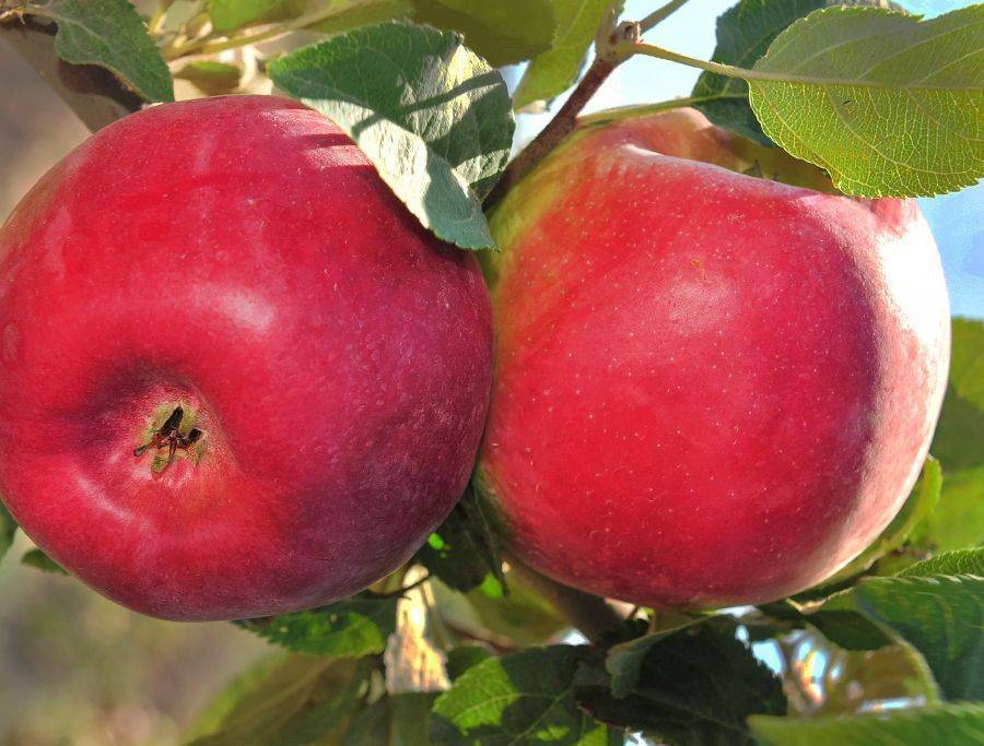 Описание сорта яблони ковровое: фото яблок, важные характеристики, урожайность с дерева