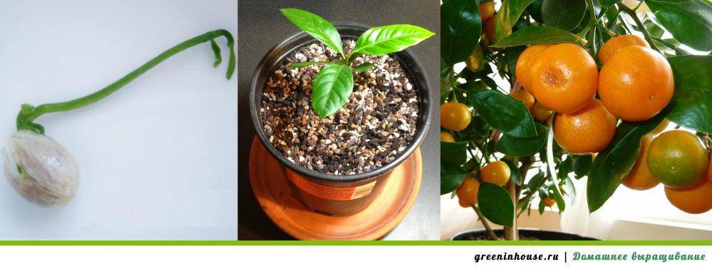 Мандарин: выращивание из косточки в домашних условиях. как прорастить косточку мандарина
