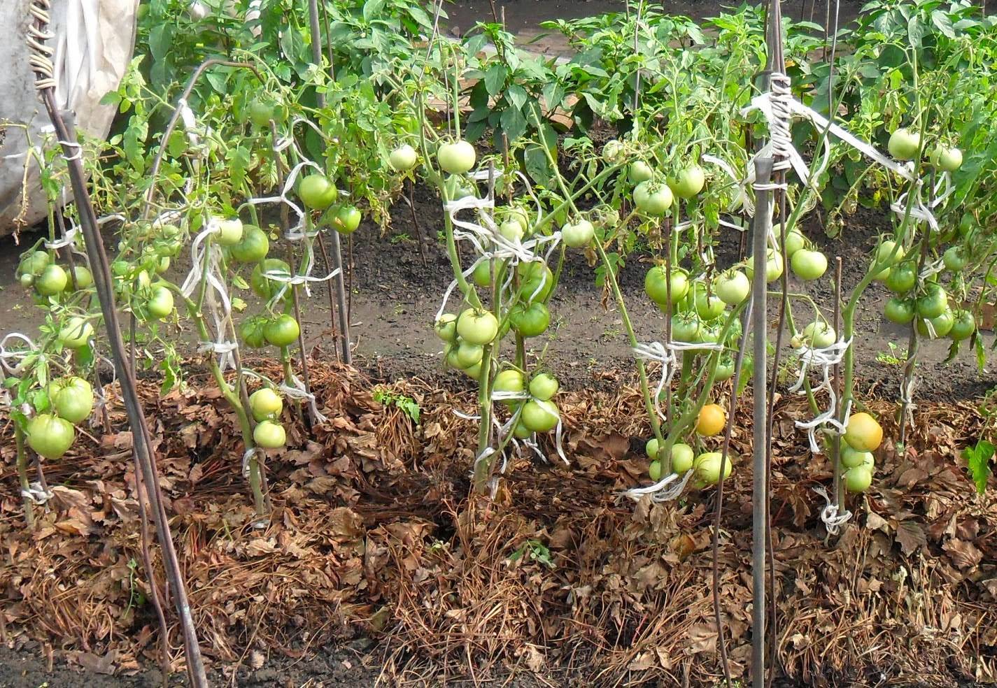 Как мульчировать помидоры кошенной травой в теплице и в открытом грунте