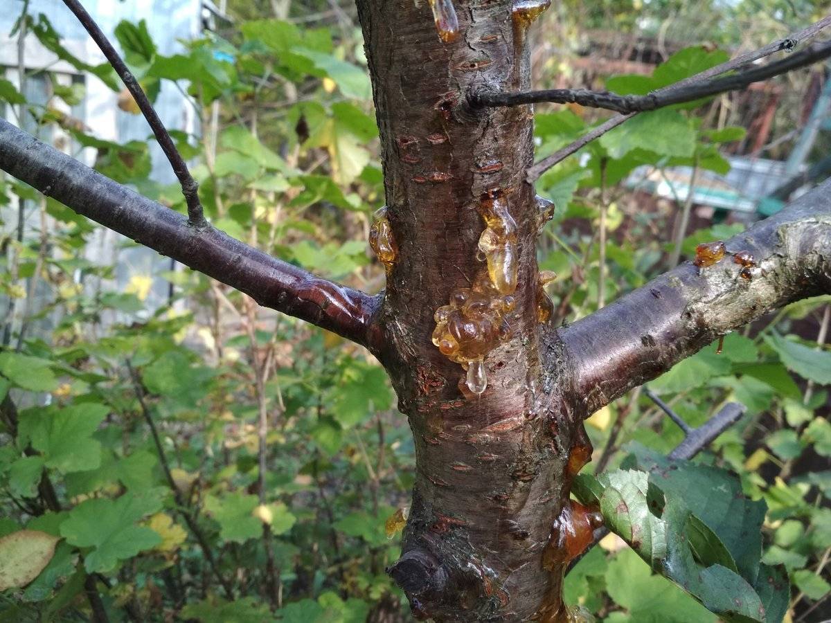 Камедетечение у вишни: лечение смолы на дереве, меры борьбы и что делать