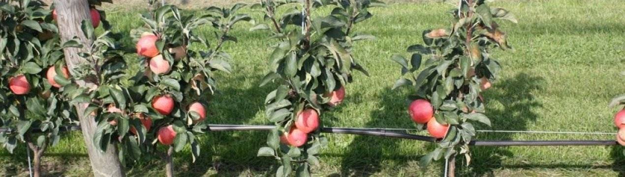 Колоновидные яблони для подмосковья: сорта, отзывы – сад и огород своими руками