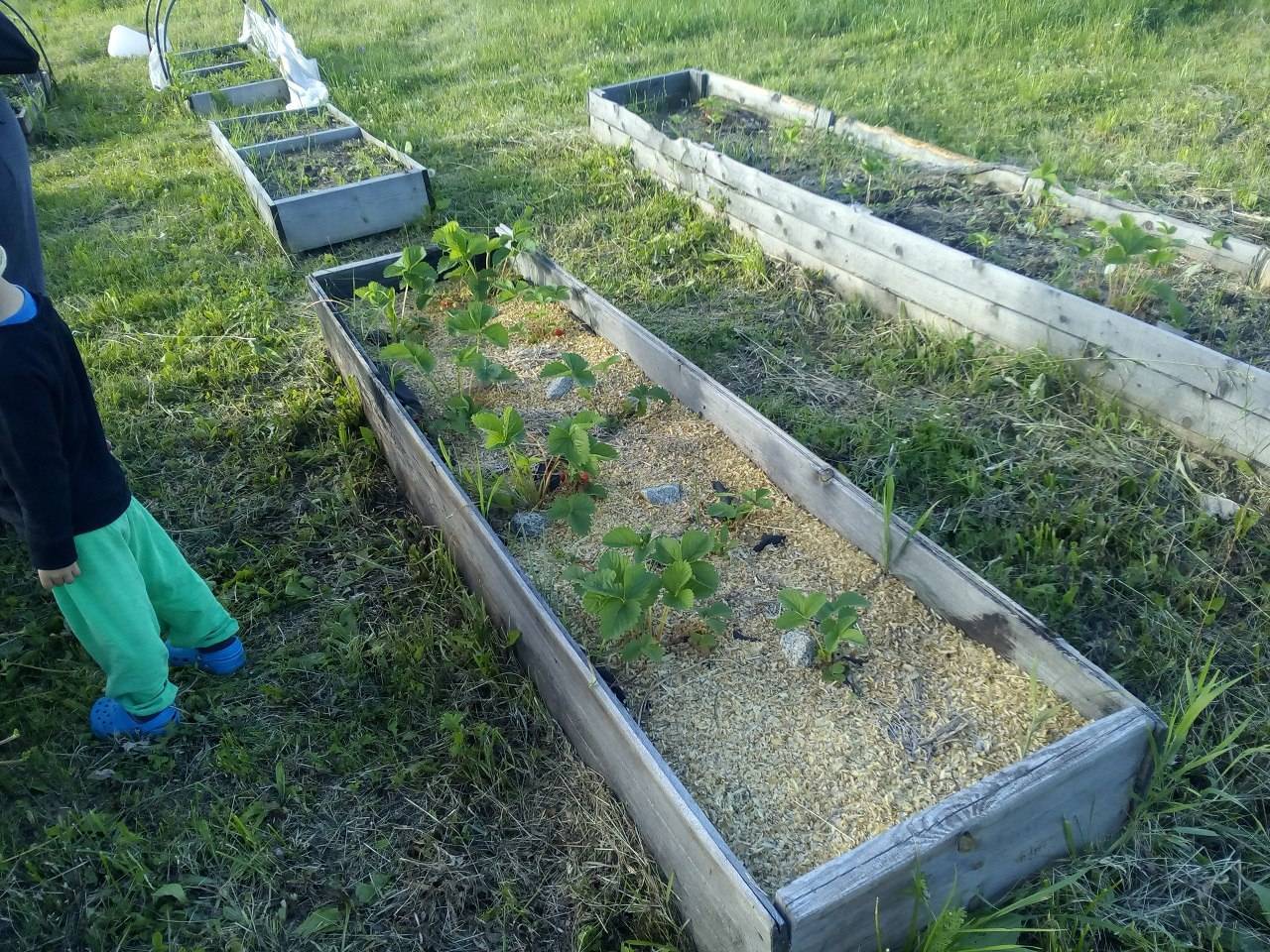 Выращивание клубники: агротехника посадки, как растет в открытом грунте, на участке и на огороде, способы и технология применения агроволокна