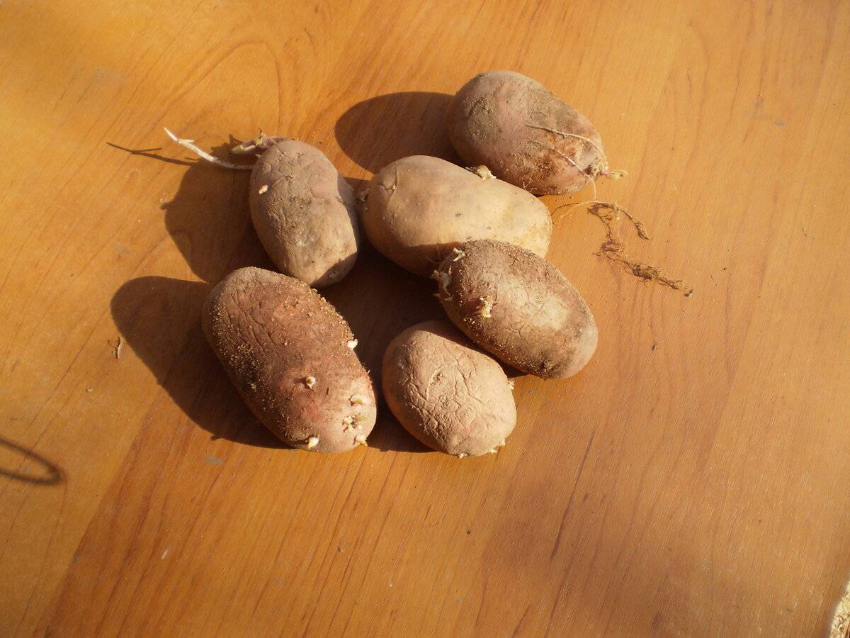 Проращивания картофеля перед посадкой - сроки и как правильно делать