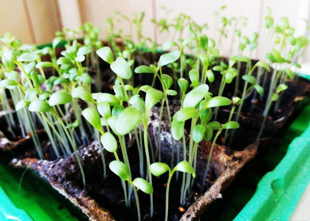 Как можно выращивать зелень на подоконнике круглый год