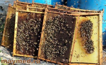 Весення подкормка пчел сахарным сиропом, медом, канди