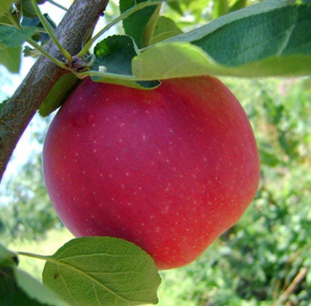 Яблоня пепин шафранный: описание и характеристики сорта, посадка и уход, сбор урожая