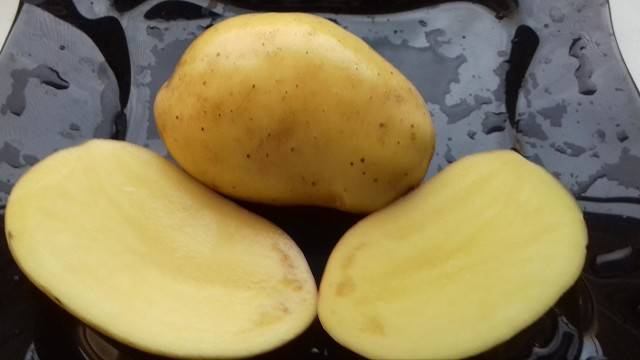 Сорт картофеля гулливер: фото, отзывы, описание, характеристики