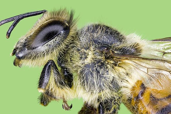 Жизнь нашей пасеки или практическое пчеловодство: среднерусские пчелы (кривцов н.и. 1995).