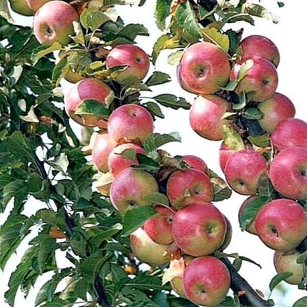 Яблоня джонатан: особенности сорта и ухода