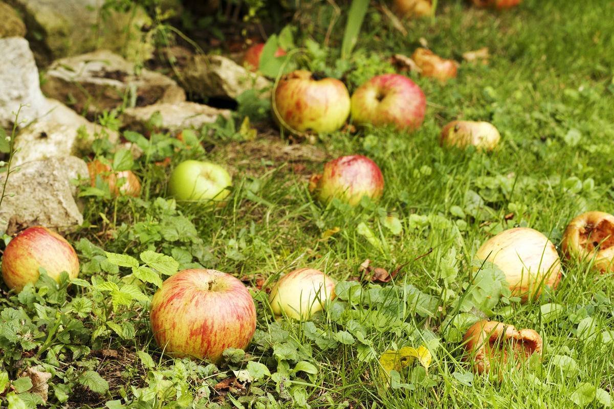 Сколько раз и на какой год после посадки плодоносит яблоня