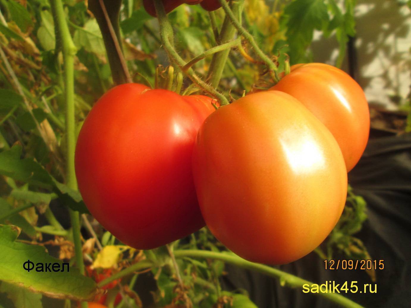 Идеальные плоды для теплиц и открытого грунта — томат факел: полное описание сорта