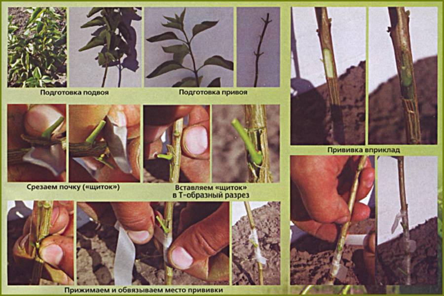 Способы прививки плодовых деревьев, сроки, описание процесса