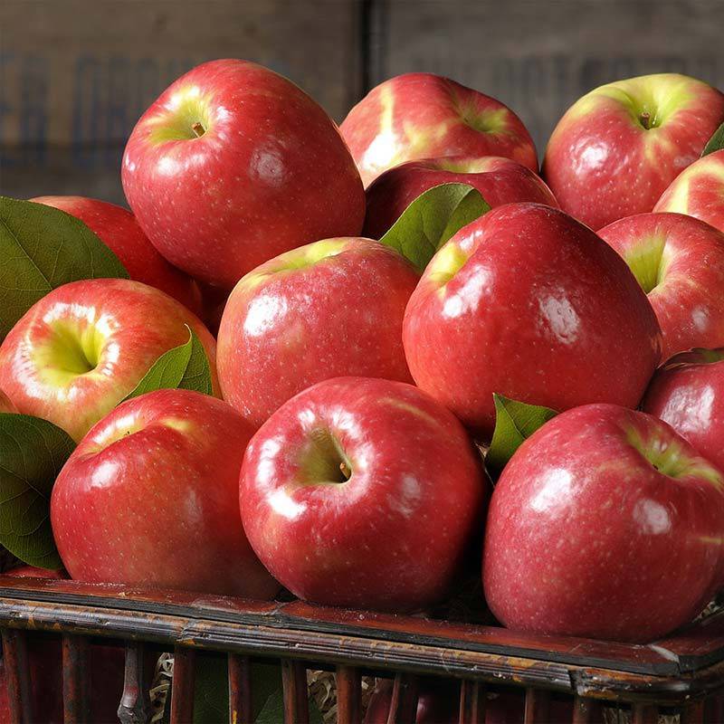 Как вырастить яблоню беркутовское: описание сорта