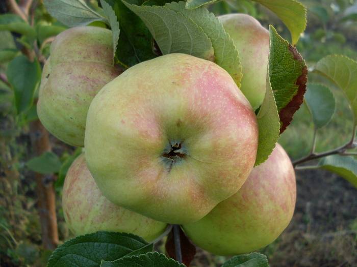 Описание сорта яблони богатырь: фото яблок, важные характеристики, урожайность с дерева