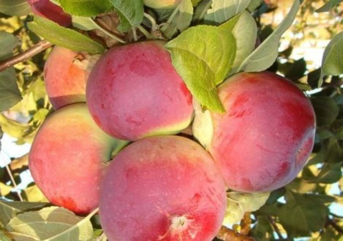 Прекрасная яблоня анис: свердловский, алый, полосатый