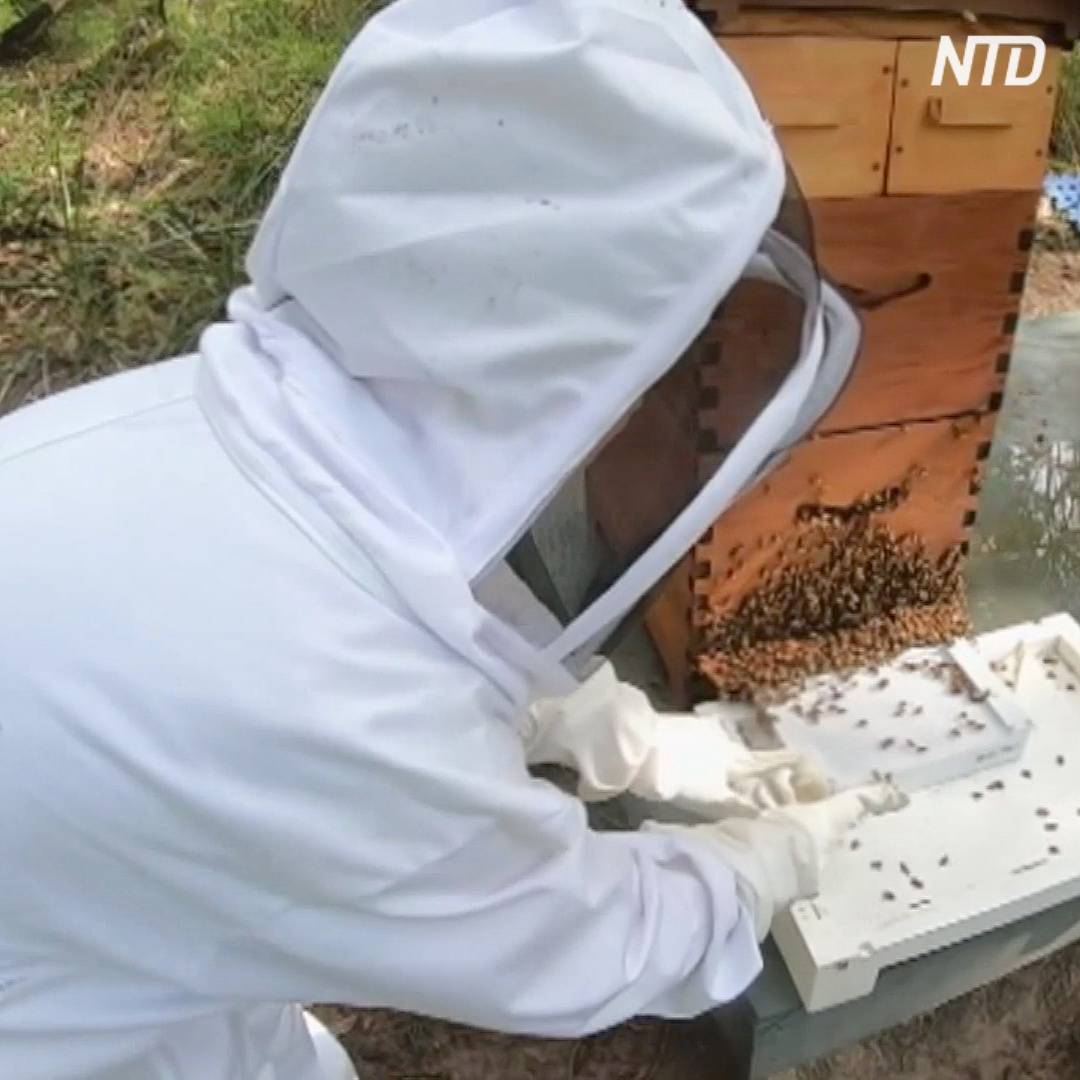 Дезинфекция ульев и рамок: видео, способы, описание | пчеловодство | пчеловод.ком