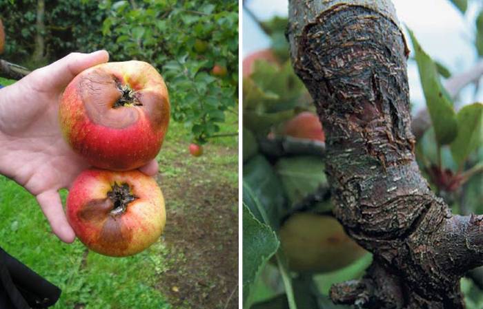 Признаки и лечение рака яблони, устойчивые к болезни сорта