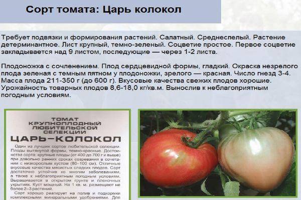 Томат земляк: характеристика и описание сорта, отзывы, урожайность