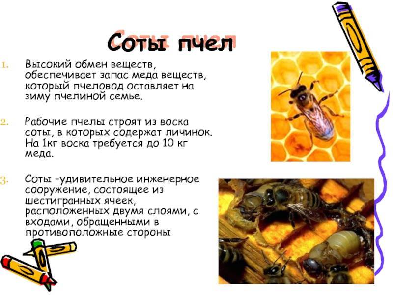 Забрус пчелиный - что это такое и его лечебные свойства