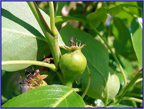 Почему груши гниют на дереве: что делать, если плоды трескаются, гниют на ветке изнутри, опадают
