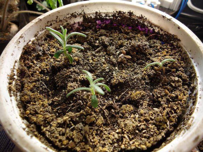 Растение розмарин — выращивание в открытом грунте: посадка, уход, обрезка, подкормка