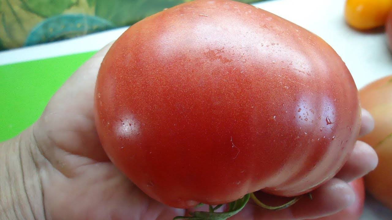 Сад-томат
