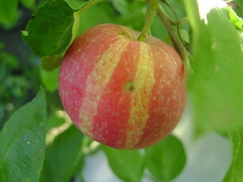 Яблоня коричное полосатое: описание позднего сорта, его главные плюсы и минусы