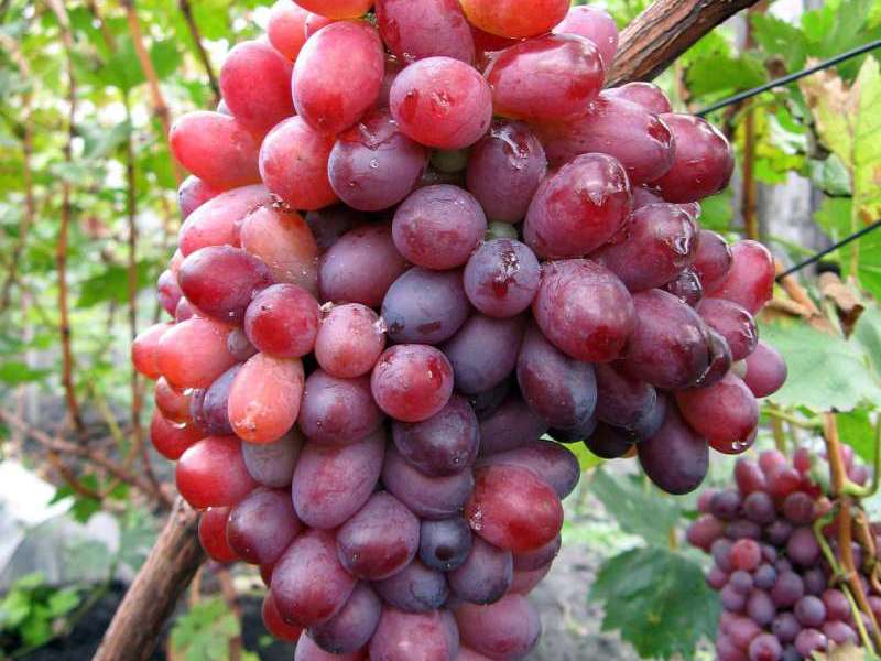 Виноград «виктория»: описание сорта, фото, отзывы