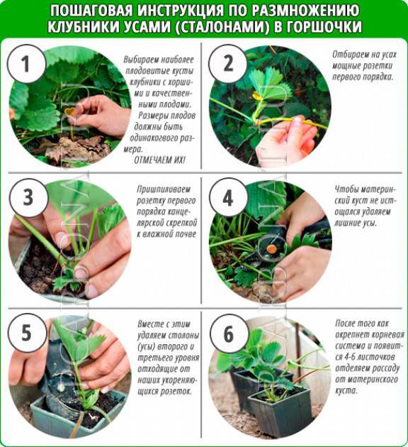 Когда и как рассадить клубнику? выращивание и размножение клубники - sadovnikam.ru