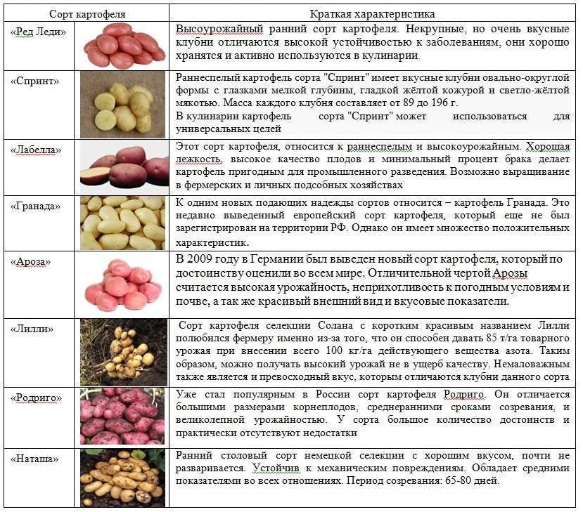 Картофель невский: описание и характеристика сорта, фото