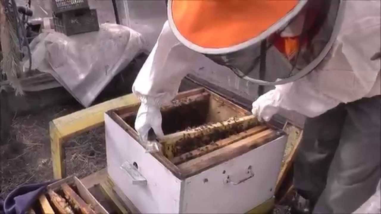 Дом, милый дом: пересаживаем пчелок в новый улик