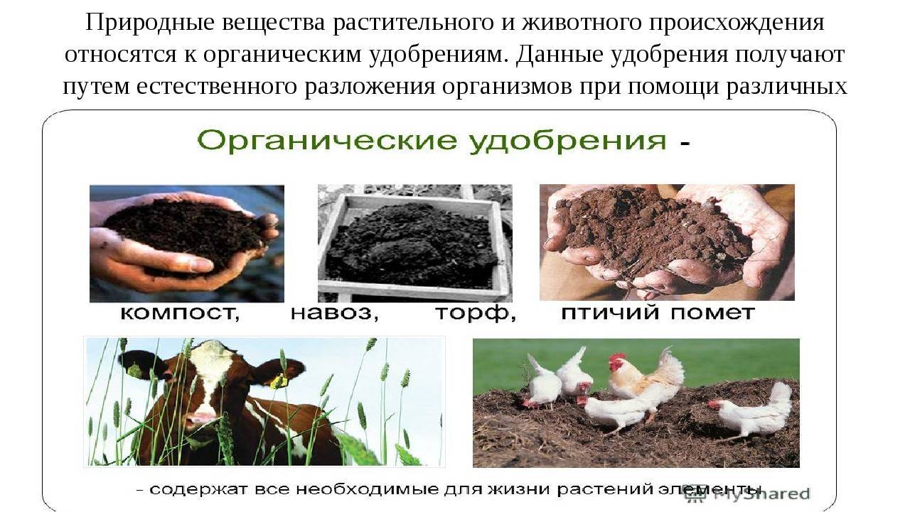 Органические удобрения: виды, применение, ошибки. фото — ботаничка.ru